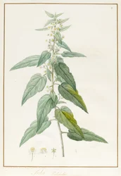 Sida Pulchella